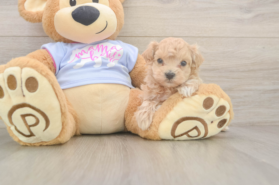 5 week old Maltipoo Puppy For Sale - Pilesgrove Pups