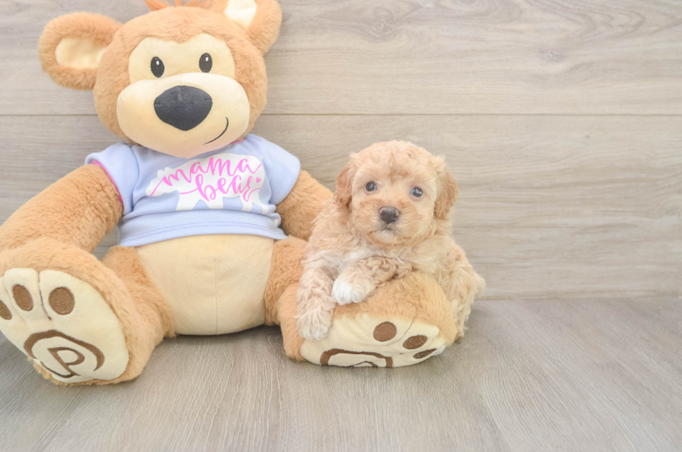 5 week old Maltipoo Puppy For Sale - Pilesgrove Pups