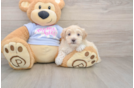 Happy Maltipoo Baby