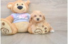 Maltipoo Pup Being Cute