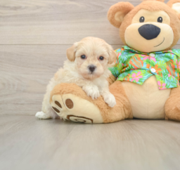 7 week old Maltipoo Puppy For Sale - Pilesgrove Pups