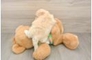 Best Maltipoo Baby