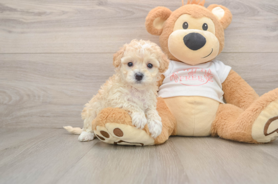 Best Maltipoo Baby