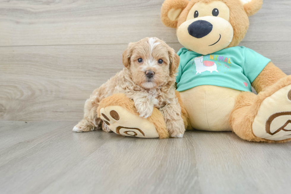 Maltipoo Puppy for Adoption