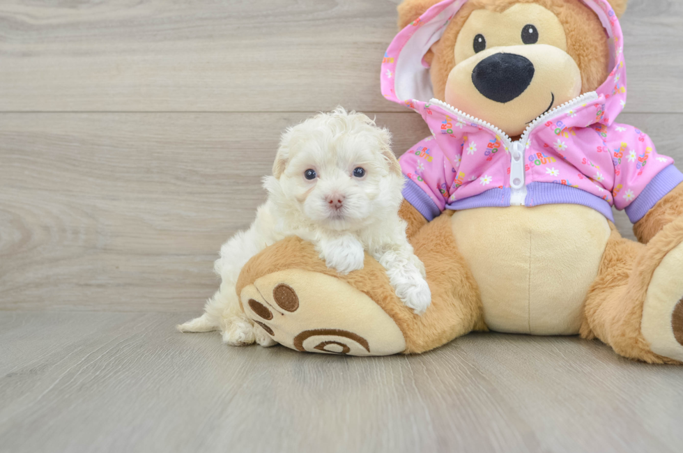 5 week old Maltipoo Puppy For Sale - Pilesgrove Pups