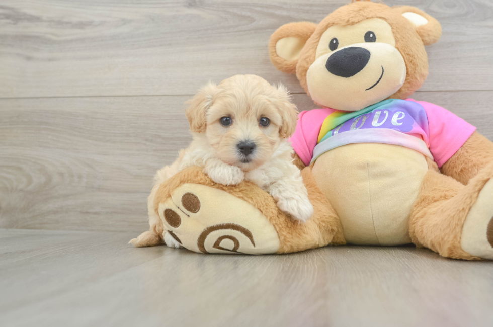 6 week old Maltipoo Puppy For Sale - Pilesgrove Pups