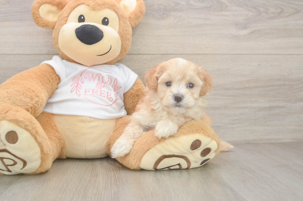 5 week old Maltipoo Puppy For Sale - Pilesgrove Pups