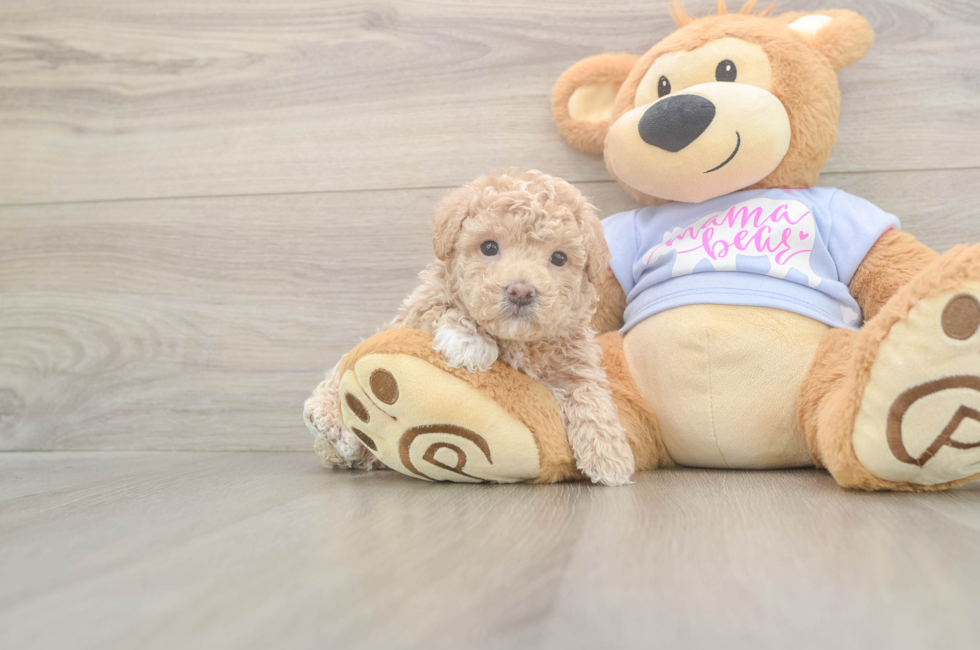 5 week old Maltipoo Puppy For Sale - Pilesgrove Pups