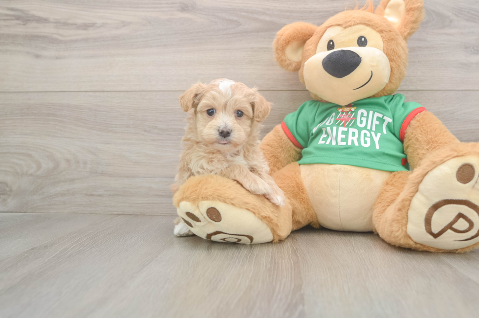 5 week old Maltipoo Puppy For Sale - Pilesgrove Pups