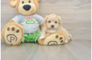 Happy Maltipoo Baby