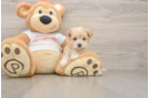 Energetic Malt Oodle Poodle Mix Puppy