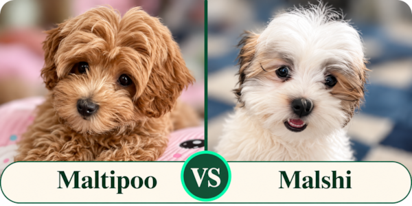 Maltipoo vs Malshi: Which Is Right for You?