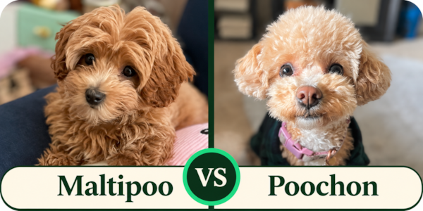 Maltipoo vs Poochon: Which Is Right for You?