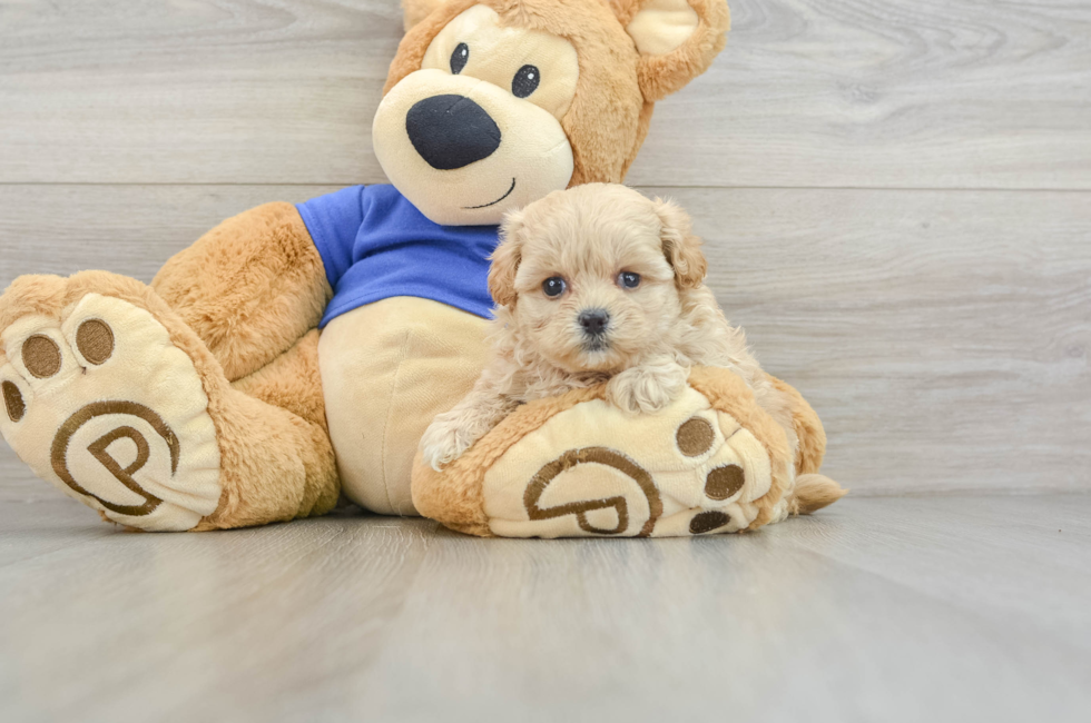 5 week old Maltipoo Puppy For Sale - Pilesgrove Pups