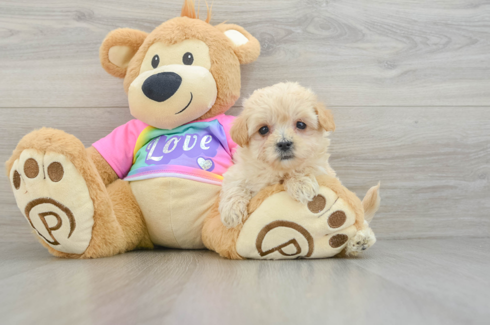 8 week old Maltipoo Puppy For Sale - Pilesgrove Pups