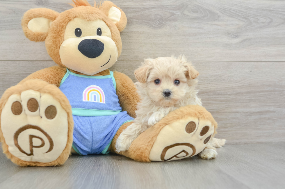 7 week old Maltipoo Puppy For Sale - Pilesgrove Pups