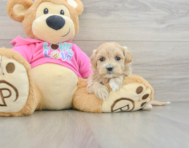 8 week old Maltipoo Puppy For Sale - Pilesgrove Pups