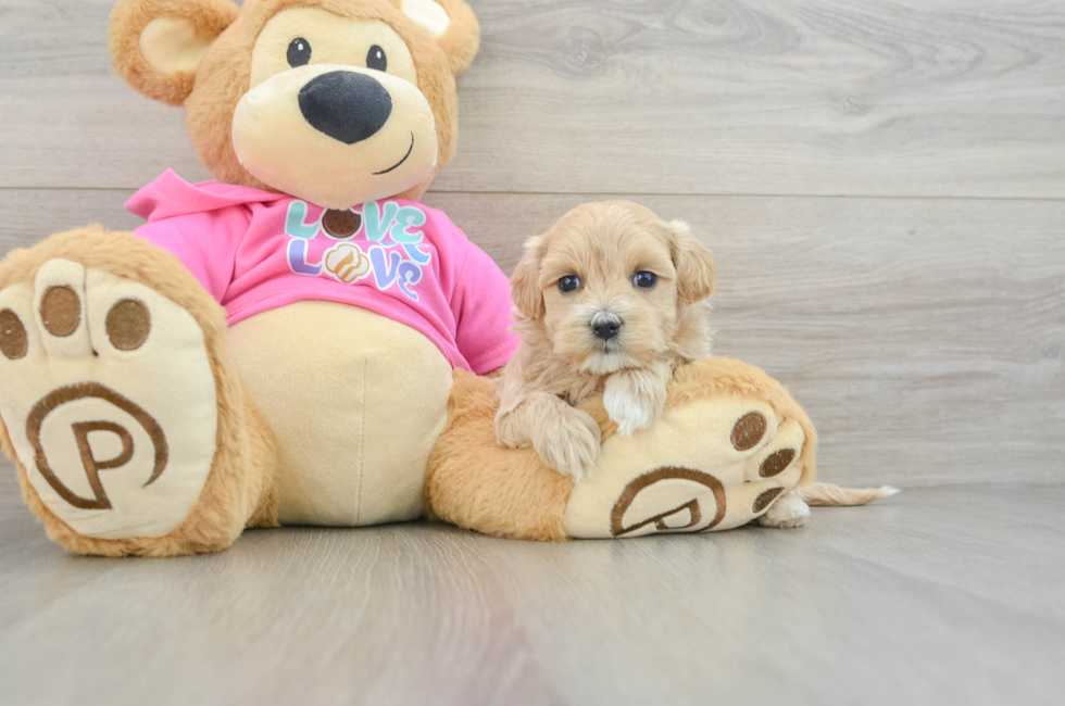 6 week old Maltipoo Puppy For Sale - Pilesgrove Pups