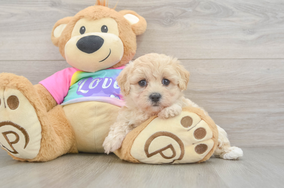 6 week old Maltipoo Puppy For Sale - Pilesgrove Pups