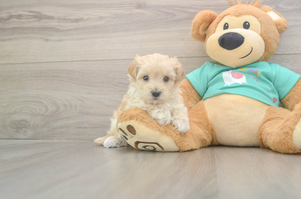 5 week old Maltipoo Puppy For Sale - Pilesgrove Pups