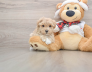 8 week old Maltipoo Puppy For Sale - Pilesgrove Pups