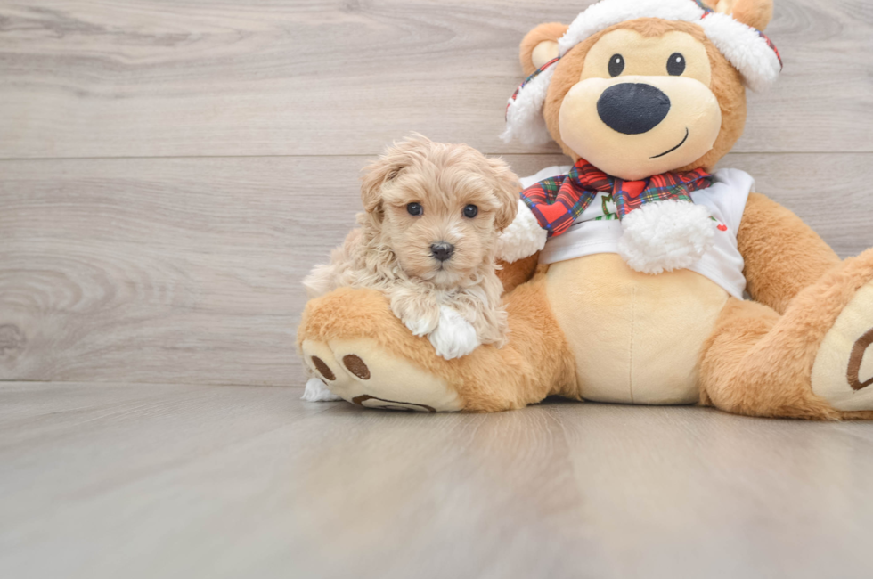 5 week old Maltipoo Puppy For Sale - Pilesgrove Pups