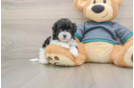 Best Maltipoo Baby