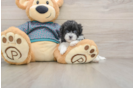 Best Maltipoo Baby