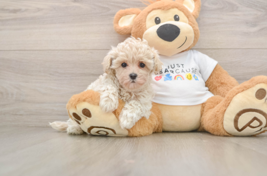 Friendly Maltipoo Baby