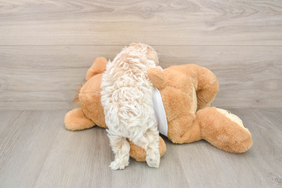 Smart Maltipoo Poodle Mix Pup