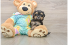 Adorable Maltidoodle Poodle Mix Puppy