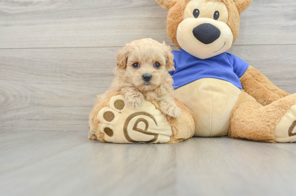 5 week old Maltipoo Puppy For Sale - Pilesgrove Pups