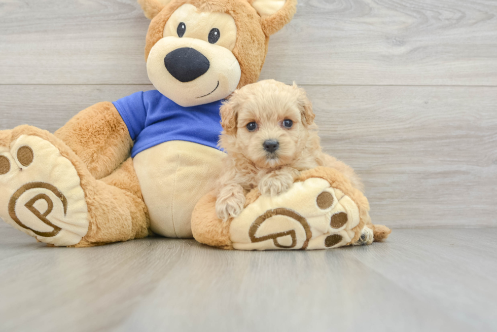 Maltipoo Puppy for Adoption