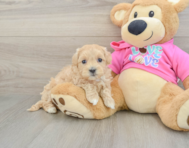 8 week old Maltipoo Puppy For Sale - Pilesgrove Pups