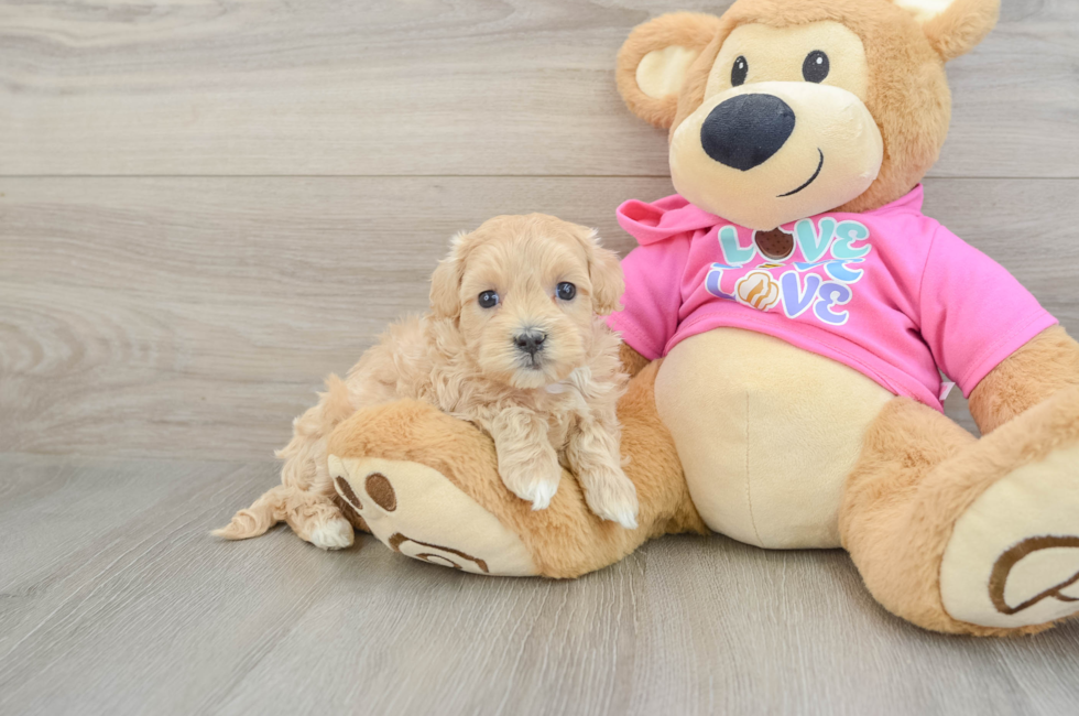 6 week old Maltipoo Puppy For Sale - Pilesgrove Pups