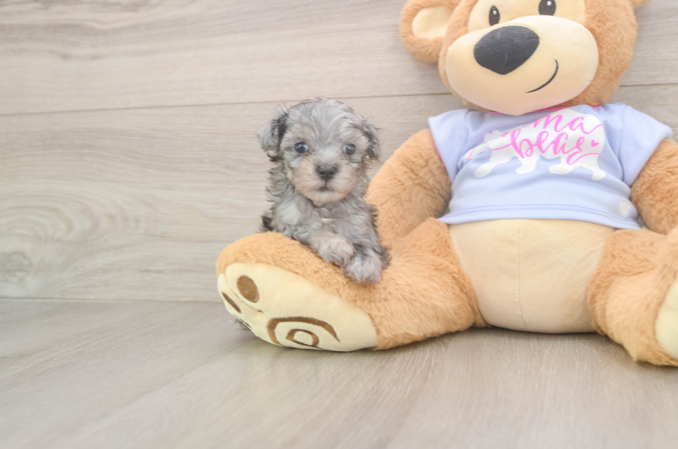 5 week old Maltipoo Puppy For Sale - Pilesgrove Pups