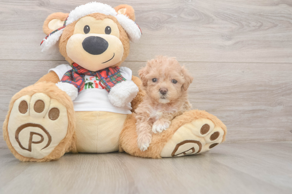 5 week old Maltipoo Puppy For Sale - Pilesgrove Pups