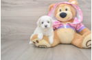 Popular Maltipoo Poodle Mix Pup
