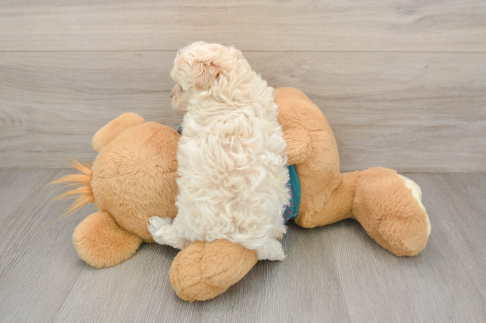 Best Maltipoo Baby