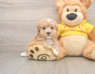 8 week old Maltipoo Puppy For Sale - Pilesgrove Pups