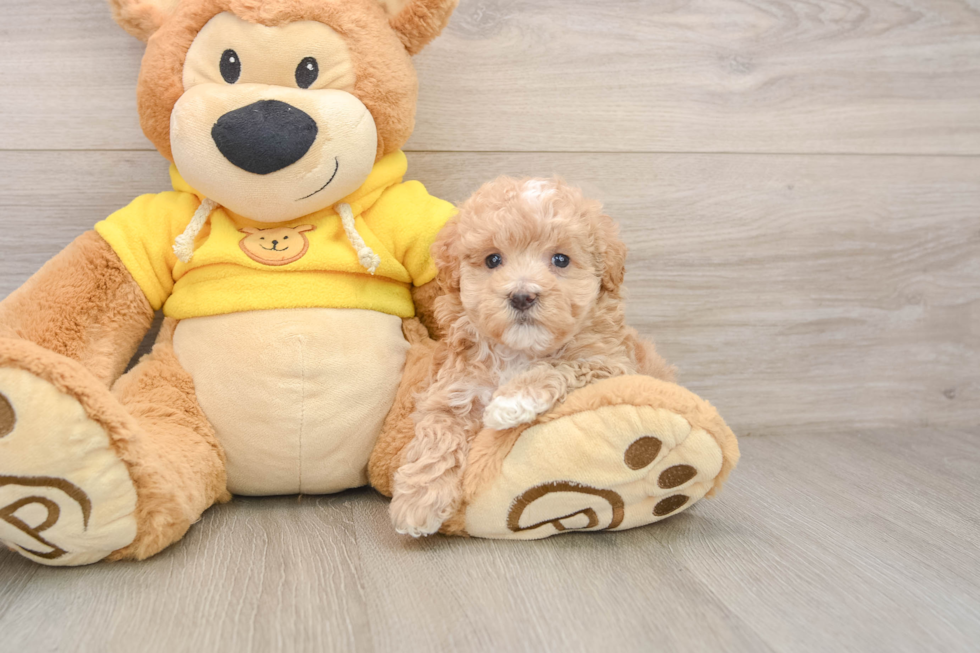 Smart Maltipoo Poodle Mix Pup