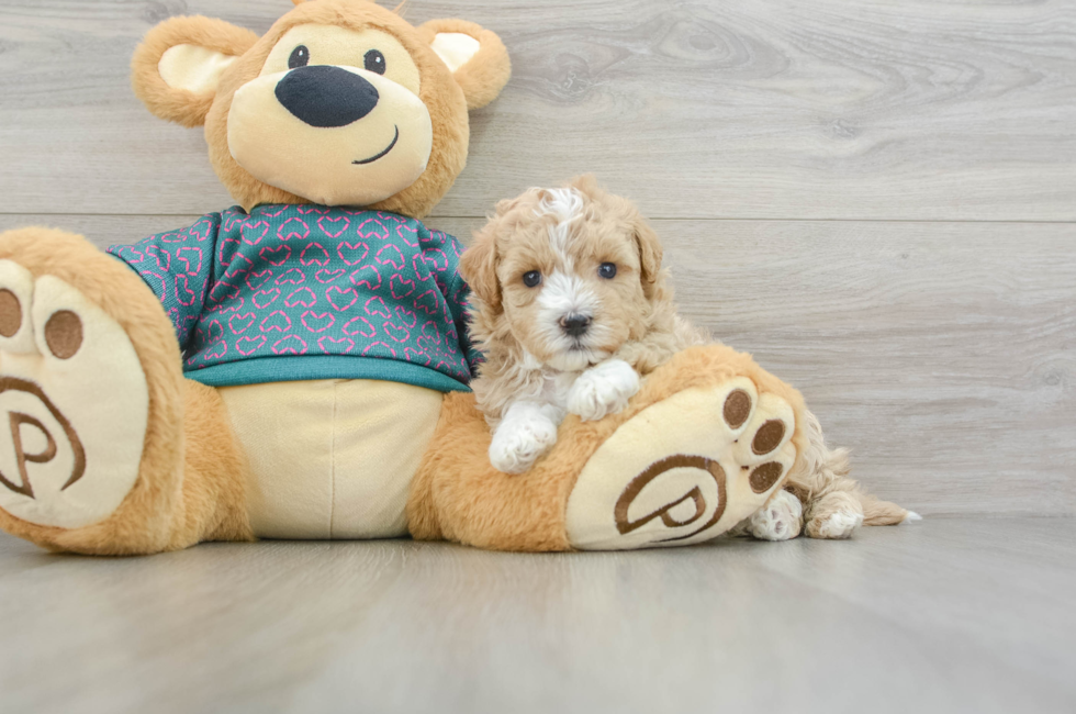 7 week old Maltipoo Puppy For Sale - Pilesgrove Pups