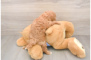 Playful Multipoo Poodle Mix Puppy