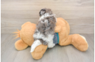 Maltipoo Puppy for Adoption