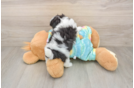 Maltipoo Pup Being Cute