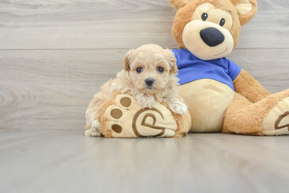 Sweet Maltipoo Baby