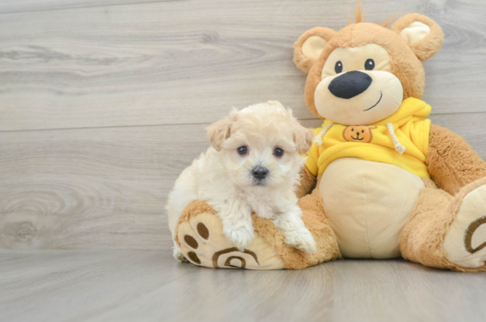 Maltipoo Pup Being Cute