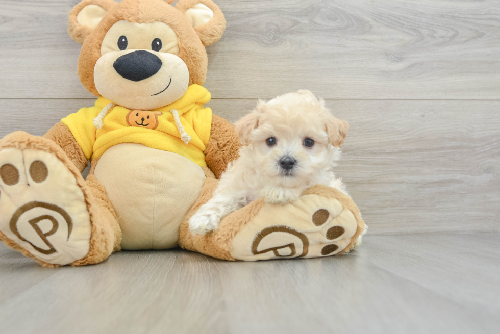 Adorable Multipoo Poodle Mix Puppy