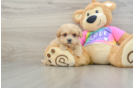 Funny Maltipoo Poodle Mix Pup