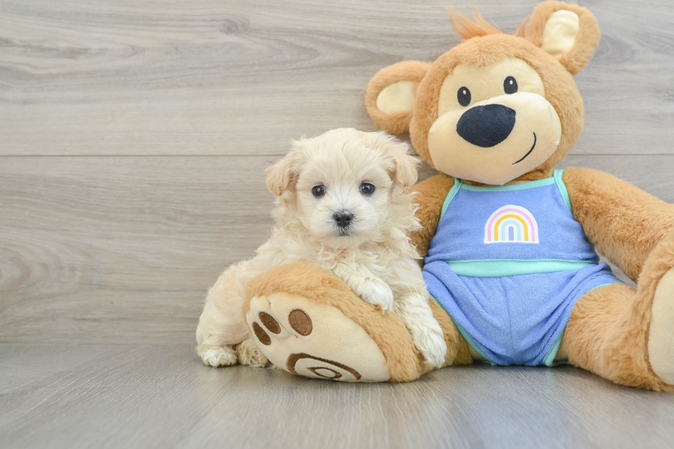 Happy Maltipoo Baby